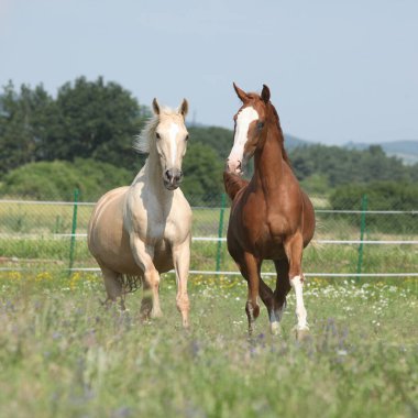 İki Kinsky atı birlikte otlakta koşuyor.