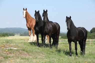 Güzel Frizya ve Kinsky atları otlakta yan yana duruyorlar.
