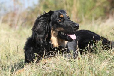 Sonbaharda çimenlerde yatan Hovawart güzelmiş.