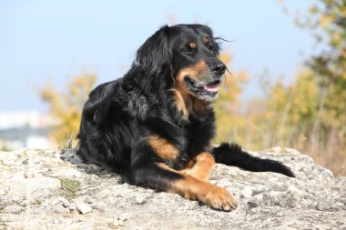 Sonbaharda uzanan Hovawart güzelmiş.