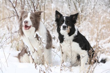 Two border collies sitting togerther in the snow clipart