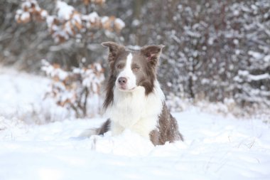 Nice border collie lying in the snow in winter clipart