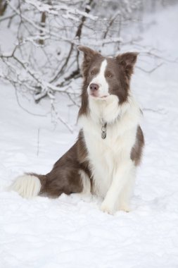 Kışın karda oturan inanılmaz bir çoban köpeği.