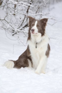 Amazing border collie sitting in the snow in winter clipart