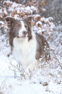 Kışın karda oturan inanılmaz bir çoban köpeği.