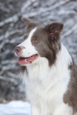 Kışın karda oturan inanılmaz bir çoban köpeği.