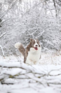 Kışın karda koşan güzel bir çoban köpeği.