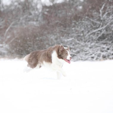 Kışın karda koşan güzel bir çoban köpeği.