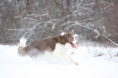 Beautiful border collie running in the snow in winter clipart