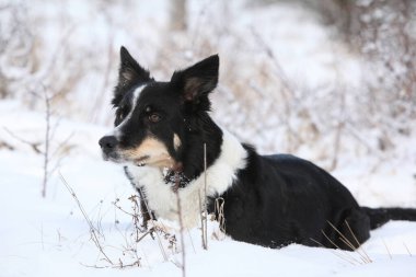 Kışın karla çevrili inanılmaz bir çoban köpeği.