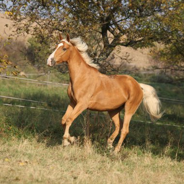 Sonbaharda otlakta koşan güzel palomino atı.