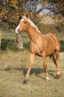 Sonbaharda otlakta koşan güzel palomino atı.