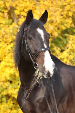 Sonbaharda inanılmaz bir Czech sıcakkanlılığının portresi