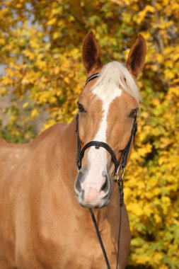 Sonbaharda inanılmaz bir Czech sıcakkanlılığının portresi