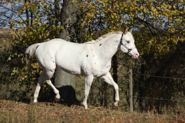 Appaloosa aygırı sonbaharda otlakta koşar.