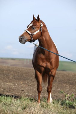 Güz mevsiminde batı yuları olan güzel bir appallosa aygırı.