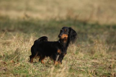 Sonbaharda çimlerin üzerinde duran sevimli dachshund