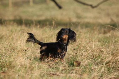 Sonbaharda çimlerin üzerinde duran sevimli dachshund