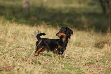 Sonbaharda çimlerin üzerinde duran sevimli dachshund