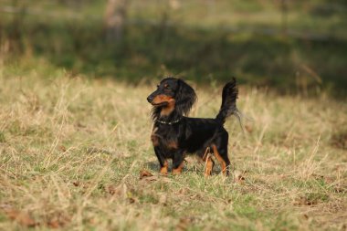Sonbaharda çimlerin üzerinde duran sevimli dachshund