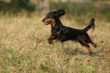 Muhteşem dachshund sonbaharda hareket ediyor ve çalıyor