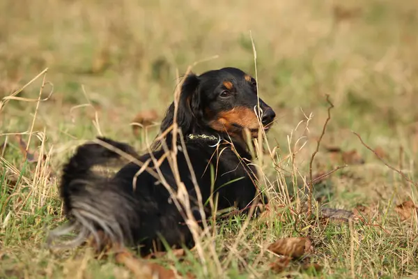 Sonbaharda çimlerin üzerinde duran sevimli dachshund