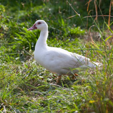 Yazın bahçedeki Moskovalı ördek, sana bakıyor.