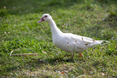 Yazın bahçedeki Moskovalı ördek, sana bakıyor.