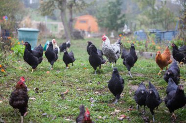 Sonbaharda, bahçede büyük bir tavuk tavuğu