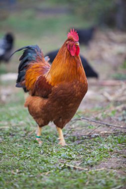 Muhteşem Yeni Hempshire Sonbaharda kırmızı horoz