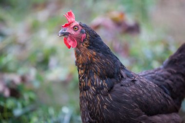 Bahçedeki tavuğun portresi Sonbaharda bulutlu bir günde