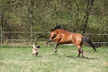 At ve köpek otlakta birlikte oynuyorlar.