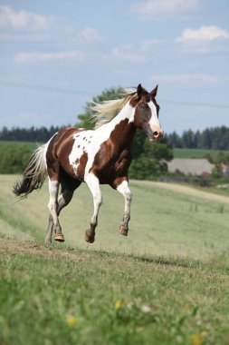 Yazın otlakta koşan inanılmaz boyalı at.