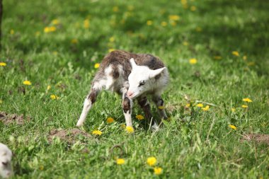 Baharda bahçede karahindiba taşıyan küçük kuzu