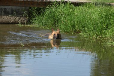 İnanılmaz Alman çoban köpeği suda, güneşli sıcak bir gün.