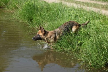 İnanılmaz Alman çoban köpeği suda, güneşli sıcak bir gün.