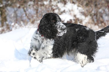 İngiliz Springer Spaniel kar altında, kış zamanı