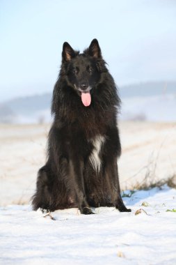 Nice belgian shepherd groenendael looking at you in winter clipart