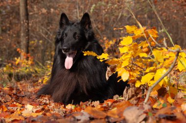 Muhteşem Belçikalı çoban, Groendeael, sonbaharda yaprakların arasında yatıyor.