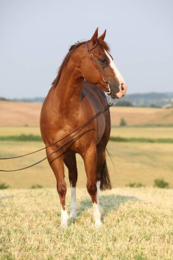Güzel kestane rengi at portresi Batı dizginli