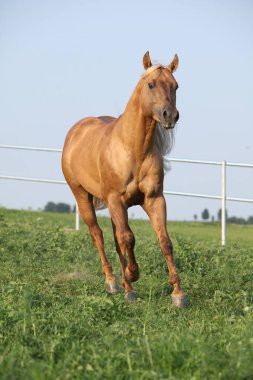 Amazing palomino quarter horse with long mane in moving clipart