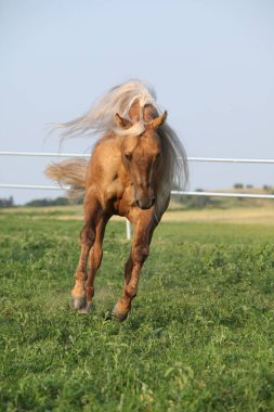 İnanılmaz palomino çeyrek at, uzun yelesi var.