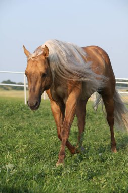 İnanılmaz palomino çeyrek at, uzun yelesi var.