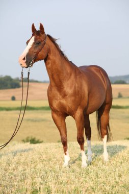 Güzel kestane rengi at portresi Batı dizginli