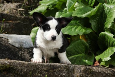 Cardigan Welsh Corgi 'nin portresi güzel bahçedeki eski merdivenlerde oturuyor, güneşli bir yaz günü.