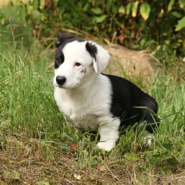 Portrait of Cardigan Welsh Corgi in the garden, sunny summer day clipart