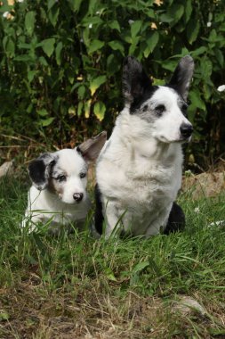 Amazing Cardigan Welsh Corgi with puppies sitting in the garden in sunny summer day clipart