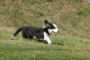 Cardigan Galli Corgi köpeği güneşli bir yaz gününde çimlerde koşuyor.