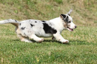 Cardigan Galli Corgi köpeği güneşli bir yaz gününde çimlerde koşuyor.