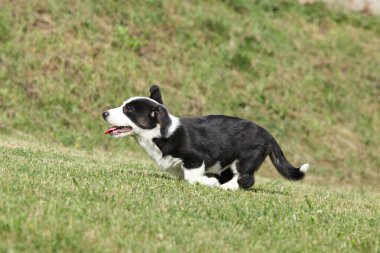 Cardigan Welsh Corgi puppy running on the grass in sunny summer day clipart